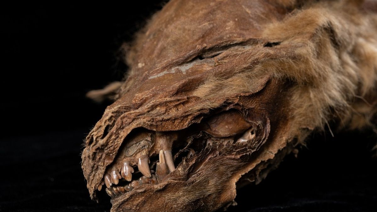Na Yukonu našli prastaré mumifikované vlče. Chybí mu akorát oči